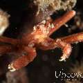 Sponge Spider Crab (Oncinopus sp. 2), photo taken in Indonesia, Bali, Tulamben, Bulakan Slope