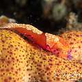 Emperor Shrimp (Periclimenes imperator), Sea star shrimp (Zenopontonia soror), Starfish, photo taken in Indonesia, Bali, Tulamben, Bulakan Slope