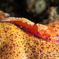 Emperor Shrimp (Periclimenes imperator), Sea star shrimp (Zenopontonia soror), Starfish
