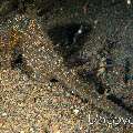 Common Sea Horse (Hippocampus kuda)