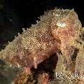 Needle Cuttlefish (Sepia aculeata), photo taken in Indonesia, Bali, Tulamben, Bulakan Slope