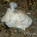 Broadclub cuttlefish (Sepia latimanus), photo taken in Indonesia, Bali, Tulamben, Bulakan Slope