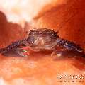 Dark stripe porcelain crab (Lissoporcellana  furcillata)
