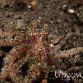 Day Octopus (Octopus cyanea), photo taken in Indonesia, Bali, Tulamben, Seraya Secrets