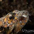 Napoleon snake eel (Ophichthus bonaparti), photo taken in Indonesia, Bali, Tulamben, Seraya Secrets