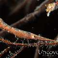 Ocellated tozeuma shrimp (Tozeuma lanceolatum), photo taken in Indonesia, Bali, Tulamben, Melasti