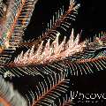 Nudibranch, photo taken in Indonesia, Bali, Tulamben, Melasti