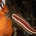 Twoline Clingfish (Lepadichthys lineatus), photo taken in Indonesia, Bali, Tulamben, Melasti