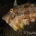 Filefish, photo taken in Indonesia, Bali, Tulamben, Melasti