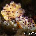 Nudibranch, photo taken in Indonesia, Bali, Tulamben, Melasti