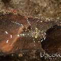 Indian Ocean cleaner shrimp, photo taken in Indonesia, Bali, Tulamben, Segara