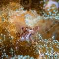 Coral Shrimp (Periclimenella spinifera)
