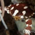 Harlequin Swimmer Crab (Lissocarcinus laevis), photo taken in Indonesia, Bali, Tulamben, Segara
