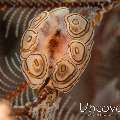 Nudibranch, photo taken in Indonesia, Bali, Tulamben, Big Tree