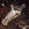 Nudibranch, photo taken in Indonesia, Bali, Tulamben, Drop Off