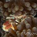 Spotted porcelain crab (Neopetrolisthes maculatus), photo taken in Indonesia, Bali, Tulamben, Drop Off