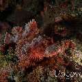 Tassled Scorpionfish (Scorpaenopsis oxycephala), photo taken in Indonesia, Bali, Tulamben, Drop Off