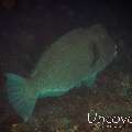 Humphead Parrotfish (Bolbometopon muricatum), photo taken in Indonesia, Bali, Tulamben, Drop Off