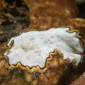 Flatworm, photo taken in Indonesia, Bali, Tulamben, Wreck Slope