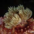 Nudibranch (Goniobranchus reticulatus), photo taken in Indonesia, Bali, Tulamben, Wreck Slope