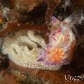 Eggs, Nudibranch, photo taken in Indonesia, Bali, Tulamben, Wreck Slope