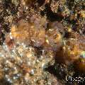 Nudibranch (Pteraeolidia semperi), photo taken in Indonesia, Bali, Tulamben, Wreck Slope