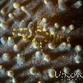 Hidden Corallimorph Shrimp (Pilopontonia furtiva), photo taken in Indonesia, Bali, Tulamben, River
