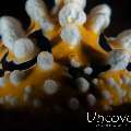 Nudibranch, photo taken in Indonesia, Bali, Tulamben, River