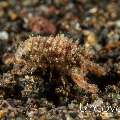 Hydroid Isopod (Sphaeromatidae Sp.), photo taken in Indonesia, Bali, Tulamben, River