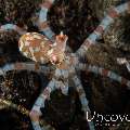 Wonderpus Octopus (Wunderpus photogenicus), photo taken in Indonesia, Bali, Tulamben, River