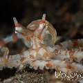 Wonderpus Octopus (Wunderpus Photogenicus)