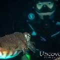 Broadclub cuttlefish (Sepia latimanus), photo taken in Indonesia, Bali, Tulamben, Pantai Lahar