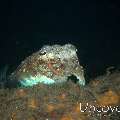 Broadclub cuttlefish (Sepia latimanus), photo taken in Indonesia, Bali, Tulamben, Pantai Lahar