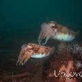 Broadclub cuttlefish (Sepia latimanus), photo taken in Indonesia, Bali, Tulamben, Tukad Linggah