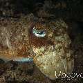 Broadclub cuttlefish (Sepia latimanus), photo taken in Indonesia, Bali, Tulamben, Tukad Linggah