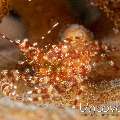 Yellowish coral Shrimp (Harpilius lutescens)