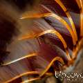 Indian Feather Duster Worm (Sabellastarte spectabilis), photo taken in Indonesia, Bali, Tulamben, Tukad Linggah