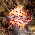Nudibranch (Aegires villosus), photo taken in Indonesia, Bali, Tulamben, Tukad Linggah