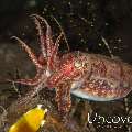 Crinoid cuttlefish (Sepia Sp 2)