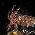 Crinoid cuttlefish (Sepia Sp 2), photo taken in Indonesia, Bali, Tulamben, Tukad Linggah