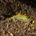 Nudibranch (Elysia ornata), photo taken in Indonesia, Bali, Tulamben, Tukad Linggah