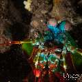Peacock Mantis Shrimp (Odontodactylus scyllarus), photo taken in Indonesia, Bali, Tulamben, Tukad Linggah