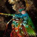 Peacock Mantis Shrimp (Odontodactylus scyllarus), photo taken in Indonesia, Bali, Tulamben, Tukad Linggah