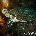 Hawksbill Sea Turtle (Eretmochelys imbricata), photo taken in Indonesia, Bali, Tulamben, Batu Niti Reef