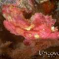 Leaf Scorpionfish (Taenianotus triacanthus), photo taken in Indonesia, Bali, Tulamben, Batu Niti Reef