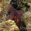 Day Octopus (Octopus cyanea), photo taken in Indonesia, Bali, Tulamben, Bulakan Reef