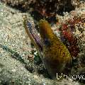 Fimbriated Moray (Gymnothorax fimbriatus), photo taken in Indonesia, Bali, Tulamben, Bulakan Reef