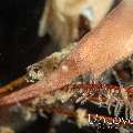 Ocellated tozeuma shrimp (Tozeuma lanceolatum), photo taken in Indonesia, Bali, Tulamben, Bulakan Slope