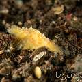 Nudibranch (Halgerda Dalanghita)