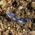 Flatworm